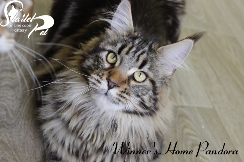 Winner's Home Pandora - Adult maine-coon 1 year 4 months