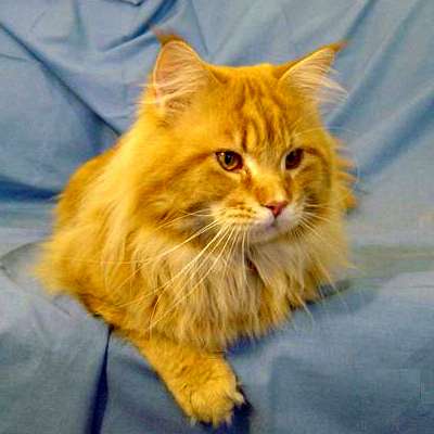 Alias Clinton Maccala - maine-coon