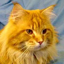 Alias Clinton Maccala