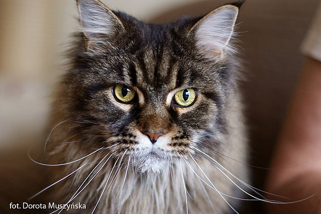 Bajra Koci Szarm - maine-coon