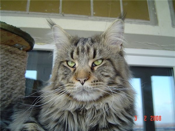 Callisto Moon Sedina - maine-coon