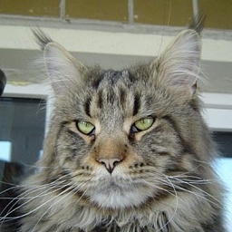 Callisto Moon Sedina