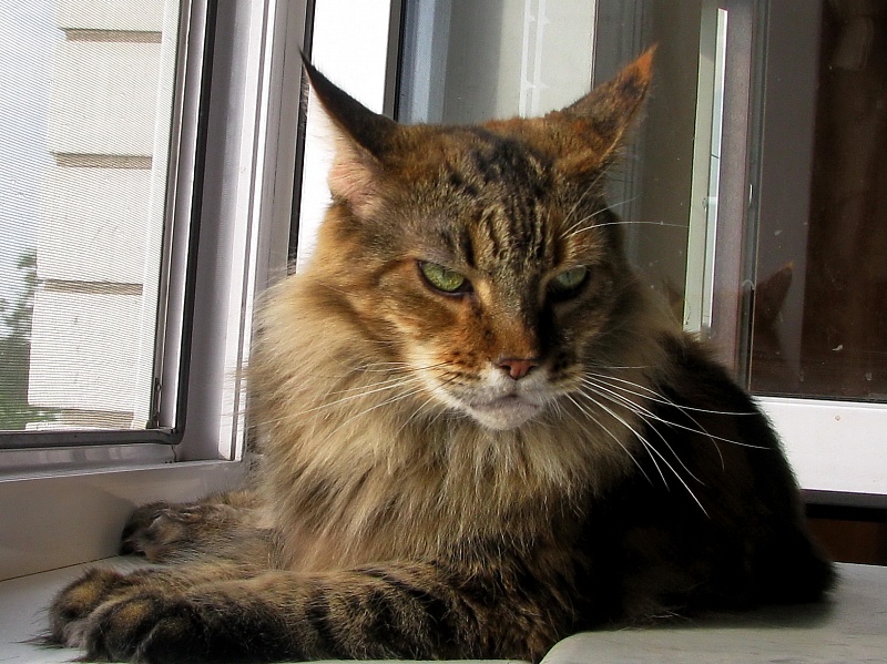 Berriana Magic World - maine-coon