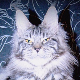 Wildbeautycoon's Sheila