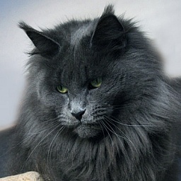 Tojo Polaris Nelly Amor