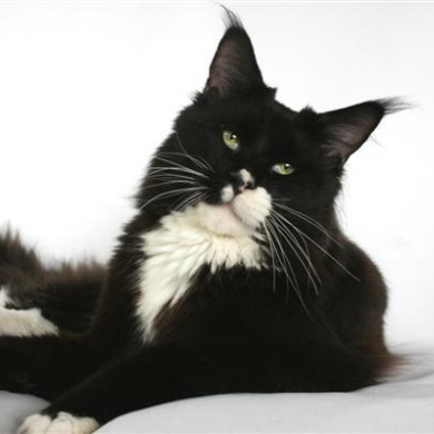 Dotcom Ivor Novello - maine-coon