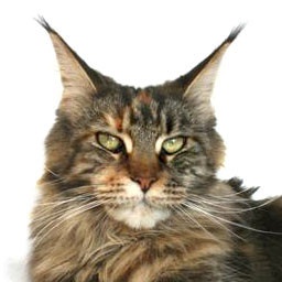 Tojo Polaris Irma Thomas