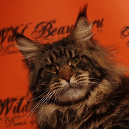 Wildbeautycoon's Saigon