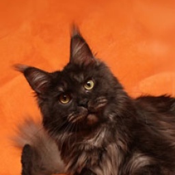 Mainelynx Zilli Gangstercat