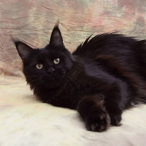 Mainelynx Messina Gangstercat - maine-coon 11/03/2011