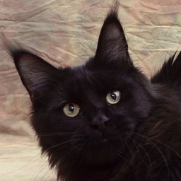 Mainelynx Messina Gangstercat