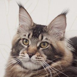 Gangstercat Herkule Poirot