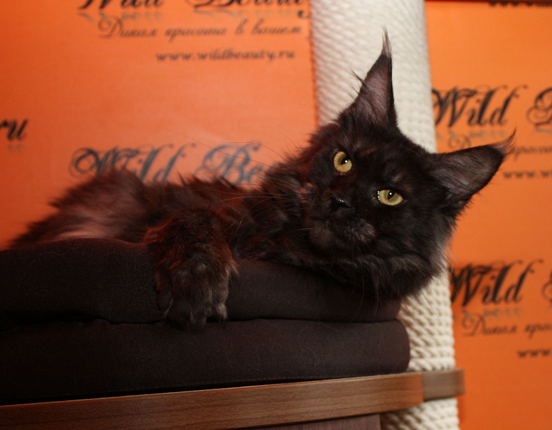 Wildbeautycoon's X'Milady - maine-coon 10/14/2015