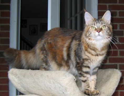 SaraJen Georgia Moon - maine-coon