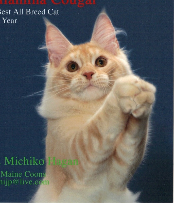 Williamina Cougar - maine-coon