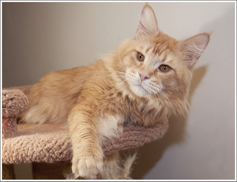 Mainelyclassic Billy Mitchel - Adult maine-coon 13 years 7 months 3.5 weeks
