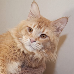 Mainelyclassic Billy Mitchel