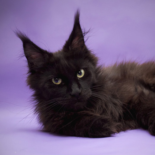 Gangstercat Marcerata - maine-coon 12/18/2014