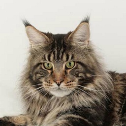 Homelynx Clutching Luck