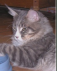 Langstteich's C.C. Juma - maine-coon