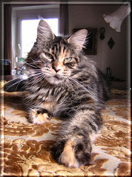 Langstteich's DD'Elaine of Justcoons - maine-coon