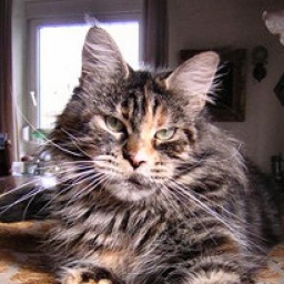 Langstteich's DD'Elaine of Justcoons