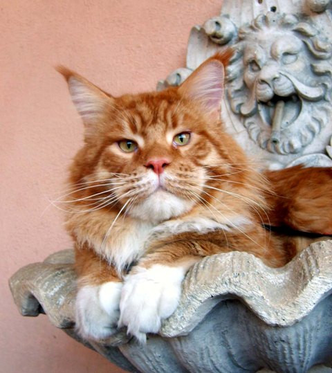 Justcoons Cross Fire - Adult maine-coon 1 year 8 months 0.5 weeks