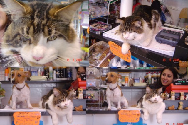 Olmocabe's Selius - Adult maine-coon 2 years 4 months 1.5 week