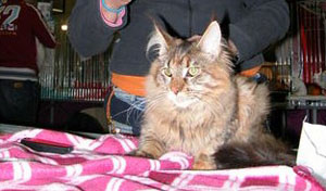 Sebasco Nova Scotia - maine-coon