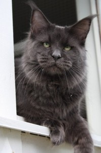 Big Kitty Goldhunter - maine-coon