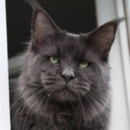 Big Kitty Goldhunter