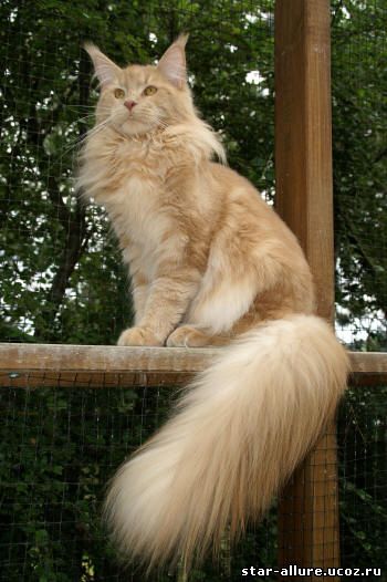 Sebasco J.C.Fogerty - maine-coon