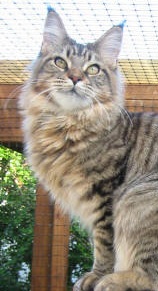 Lindevoll's Yana - maine-coon