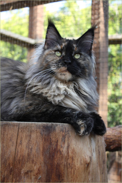 Big Kitty Princess of Montana - Adult maine-coon 2.5 years 1.5 week