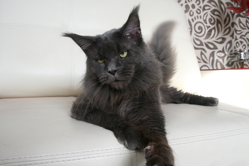 Big Kitty Ottawa - Adult maine-coon 1 year 4 months