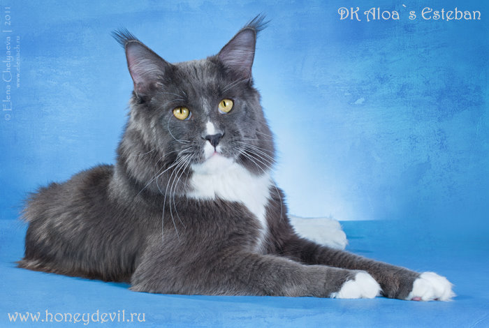 Aloa's Esteban - maine-coon