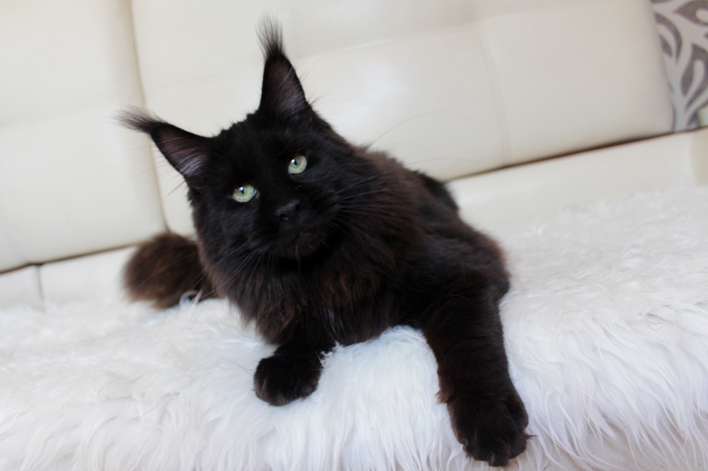 Honeydevil Olive - Junior maine-coon 8 months 0.5 weeks