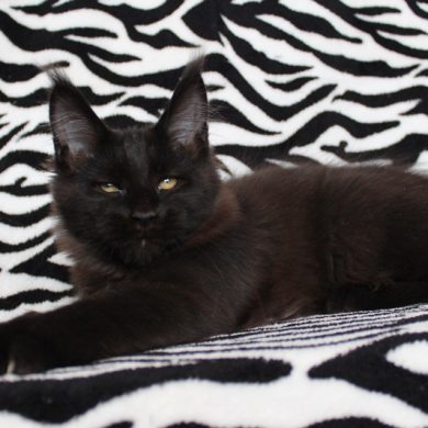 Honeydevil Queen Of Night - мейн-кун