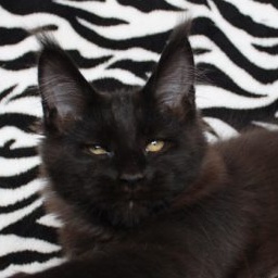 Honeydevil Queen Of Night