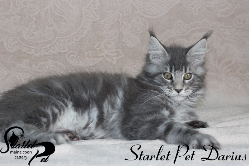 Starlet Pet Darius - maine-coon