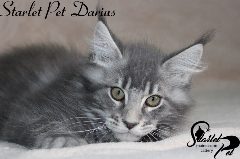 Starlet Pet Darius - maine-coon