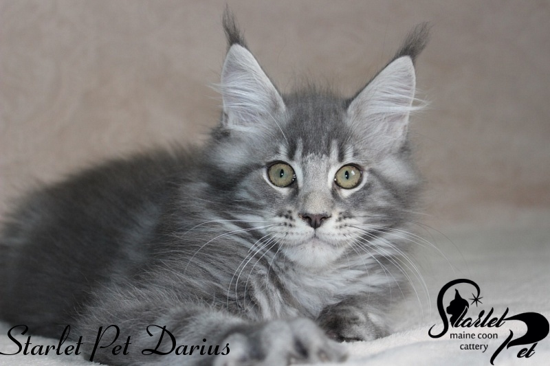 Starlet Pet Darius - maine-coon