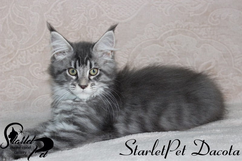 StarletPet Dacota - maine-coon