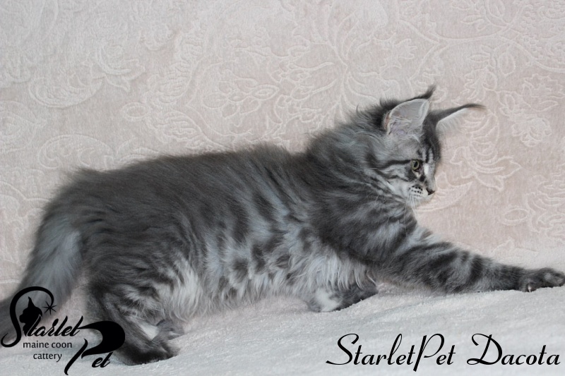 StarletPet Dacota - maine-coon