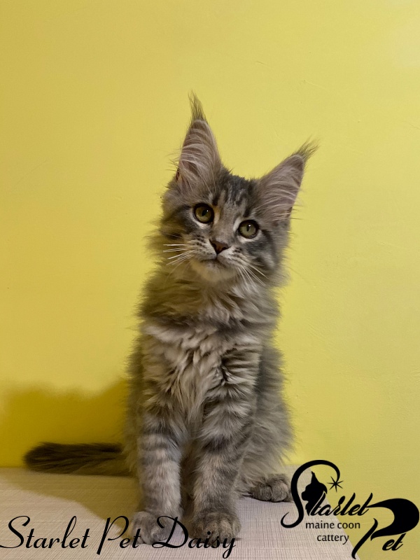 Starlet Pet Daisy - maine-coon