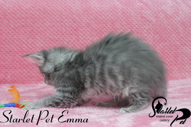 Starlet Pet Emma - maine-coon