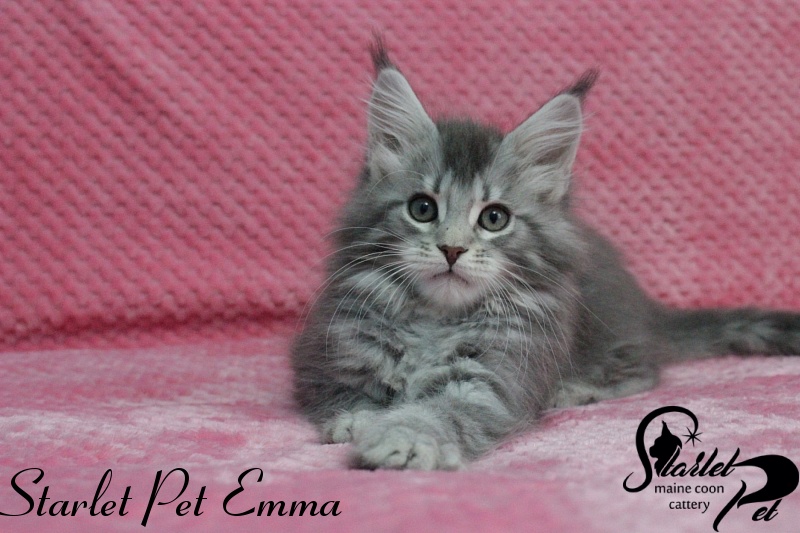 Starlet Pet Emma - maine-coon