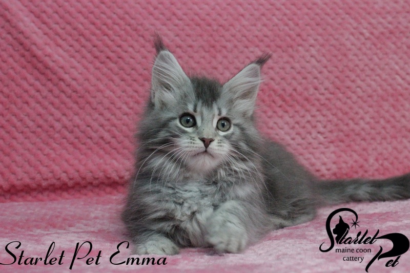 Starlet Pet Emma - maine-coon
