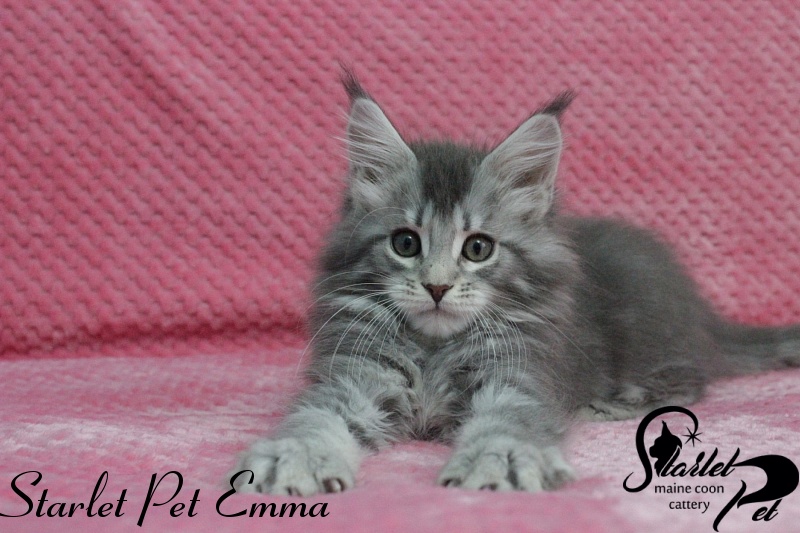Starlet Pet Emma - maine-coon