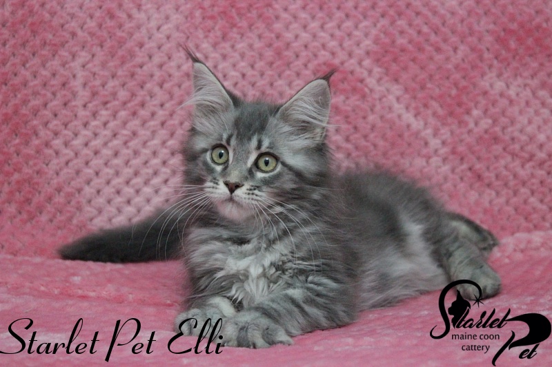 Starlet Pet Elli - maine-coon